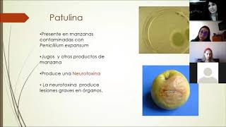 Práctica 13 Toxicologia de hongos  Introducción a Micotoxinas y Micetismos 🍄🍄☠️☠️💀 [upl. by Eegnat]