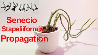 Senecio StapeliiformisPickle Plant Propagation  NJ and TX Garden [upl. by Eesyak]