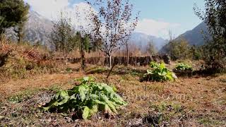 Kut a high value medicinal plant being cultivated in the Garhwal Himalaya Saussurea costus [upl. by Enomrej616]