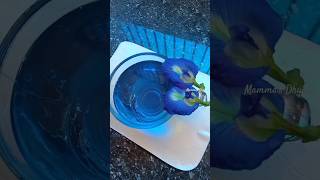 Healthy Blue TeaClitoria ternatea ശംഖ്‌പുഷ്പം shorts shortsyoutube youtubeshorts നീല ചായ [upl. by Herculie502]