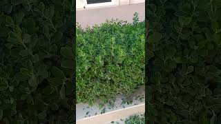 Atriplex halimus Hedge cutting on proper wayyoutubeshorts shortvideo viralvideo shorts video [upl. by Nochur]