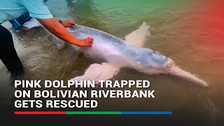 Pink dolphin trapped on Bolivian riverbank gets rescued [upl. by Fatsug]