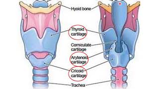 Overview of the Neck 2  Viscera of the Neck  Dr Ahmed Farid [upl. by Cormack]