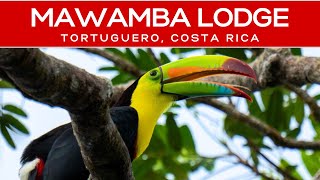 Mawamba Lodge Review in Tortuguero Costa Rica [upl. by Benedetto]