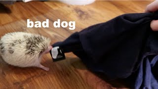 My Hedgehog Roams the House for an Entire Video [upl. by Roger741]