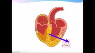 ECGpedia ECG introductiecursus de basics [upl. by Clova]