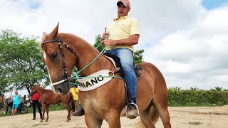 FEIRA DE CAVALOS EM ALTINHOPE 17022024 nordeste [upl. by Bald610]