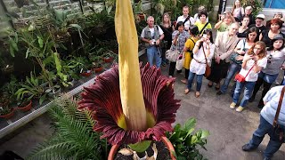 Amorphophallus titanum The Enigmatic Corpse Flower [upl. by Aillicirp40]