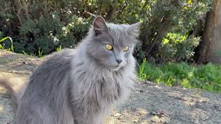 Nebelung Cat Photography [upl. by Eilatam486]