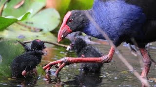 Purple Swamphen with chicks [upl. by Salas]