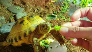 Trunky the Horsefield Tortoise 🐢 likes his green veroikakoleva2372 video videos pets tortoise [upl. by Ecnav937]