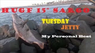 Huge Jetty SargoMy Personal Best sandiegofishing surfishing fishing [upl. by Rojas470]