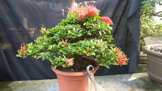 SANTAN BONSAI [upl. by Eelyma]