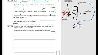 ALevel Biology Biological molecules Cohesion tension and insect respiratory system [upl. by Raynah]