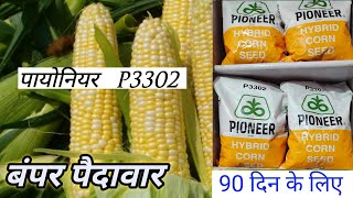 पायोनियर P3302 हाईब्रिड मक्का बीज 2022 में बंपर पैदावार  ले टक्कर [upl. by Aileon868]