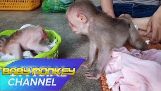 Newborn Monkey and Monkey Ye Diaper Change  Monkey Ye has a red rash on the buttocks MonkeyLife [upl. by Nawek]