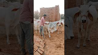 Tharparkar breeding center siwani haryana  Parbhat tharparkar bull love [upl. by Matthews]