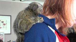 George the baby Marmoset at 15 weeks [upl. by Llevron702]