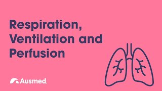 Respiration Ventilation Diffusion and Perfusion  Ausmed Explains [upl. by Yenahc412]