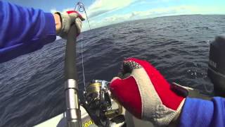 POV Stickbaiting Kingfish  Tauranga NZ [upl. by Ruel]