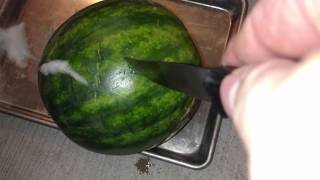 Zombie Foaming Fermented Watermelon Cutting it Open PART  2 [upl. by Ruby]