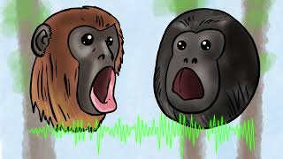 What does a Howler Monkey sound like Fun facts about Howler Monkeys [upl. by Enenej]