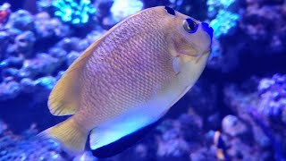 Threespot angelfish Apolemichthys trimaculatus [upl. by Keyes]