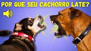 Por Que os Cachorros Latem 5 Tipos de Latidos e seus Significados [upl. by Oiramed]