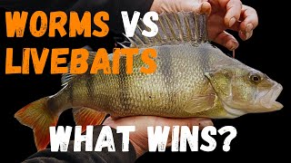 What you NEED TO KNOW to catch BIG canal PERCH [upl. by Wyndham]