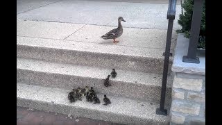 Ducklings Vs Stairs [upl. by Eyllek]