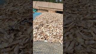 Dried pata fish  fishing at village fishing sea seafood shorts [upl. by Zoellick]