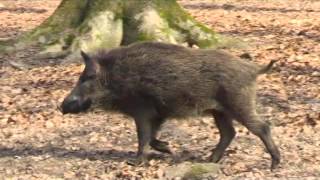 Wildschweine im Jägersburger Wald [upl. by Kast381]