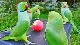 Amazing Parrot Talking Video [upl. by Forelli]