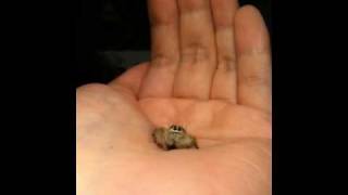 my baby lucine hyllus diardi jumping spider part 2 [upl. by Rossy]