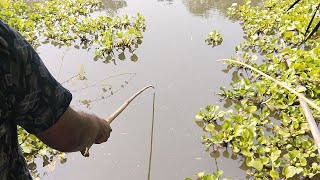 Best fish hooking video  professional fish hunter in Bangladesh fishcuting fishpreparation [upl. by Anehsuc]