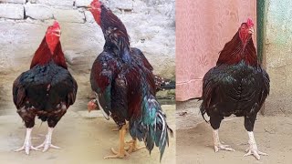 Aseel Rooster Crowing compilation  Rooster Crowing  Murga Sound  Compilation Plus Sound Effec 1 [upl. by Haniraz]