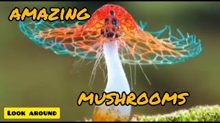 AMAZING MUSHROOMS  MUSIC AND VIDEO FOR RELAXATION  LOOK AROUND [upl. by Anihpled]