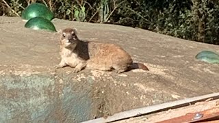 LIVESTREAM Hyrax questions answered with hyrax on roof  LIVE WAWA FOLKS [upl. by Nosiram]