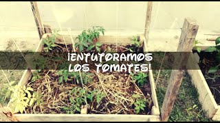 Tutores para tomates y morrones tomate morrón huerta familia [upl. by Nairda]