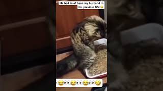 No privacy ey 😂🤣😂 funny catsvideos cat funnyshorts [upl. by Dahle]