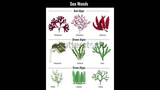 types of algaealgaemarine indiagk uttamprasad1929 [upl. by Acsisnarf]