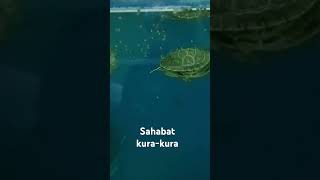 Kurakura lucu gemesin kura turtle beach hargakura love kurakurabrazil ikan telurkurakura [upl. by Mafala]