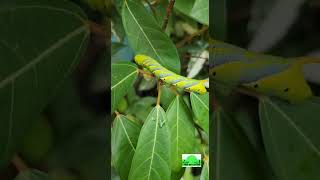 Deaths Head Hawk Moth Caterpillar in our terrace garden  Peek Into Nature [upl. by Netram]