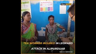 Tea worker injured in leopard attack in Alipurduar Hindi [upl. by Amil]