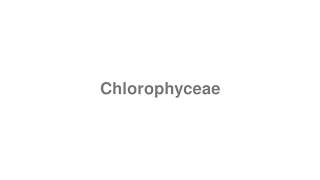 How to Pronounce quotChlorophyceaequot [upl. by Oloapnaig999]