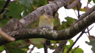 American Redstart  Barra  12092017 [upl. by Llerut]