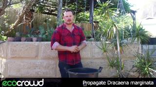 How to Propagate Dracaena marginata [upl. by Saire460]