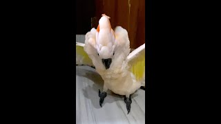 Moluccan cockatoo Funny Moments [upl. by Tull]