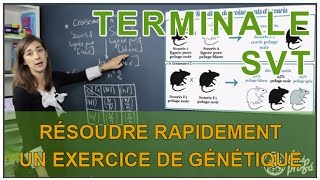 Résoudre rapidement un exercice de génétique  SVT Terminale S  Les Bons Profs [upl. by Trixi]