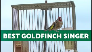 Champion Spanish Goldfinch Singing 🎶  Learn to Train Your Goldfinch with the Best [upl. by Jessika]